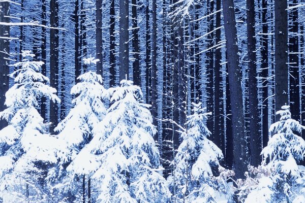 Winterwald. Kälte. Schnee