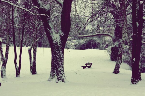 A lonely bench in a snowy forest