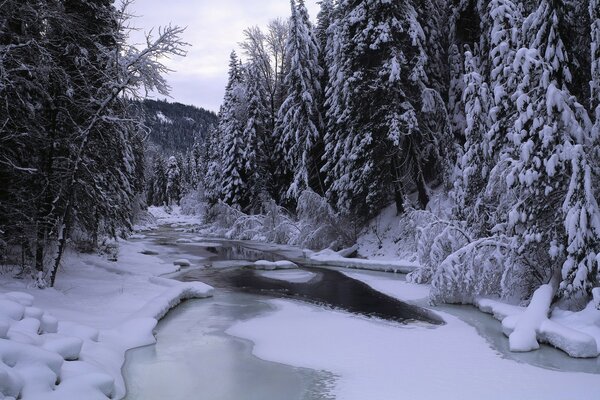 Winterwald mit gefrorenem Fluss