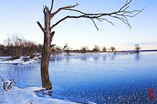 A tree in the middle of frozen water