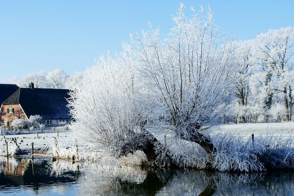 Frozen tree near the river