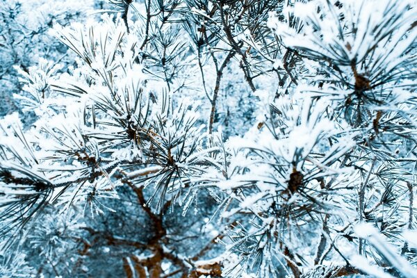 Winter pine needles in the forest