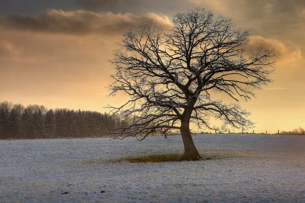 L albero solitario incontra l alba