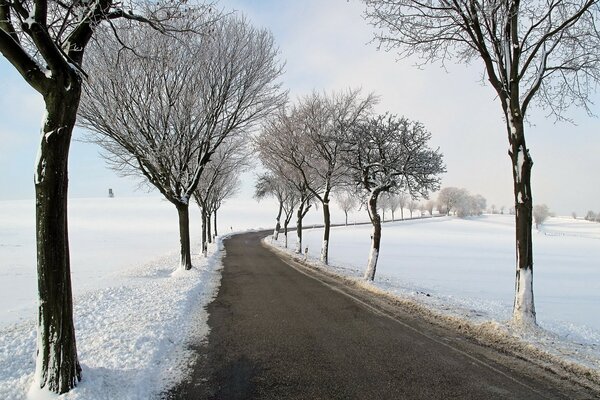 Strada in inverno con alberi sui bordi della strada