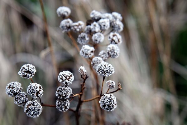 Ramo de Inverno close-up