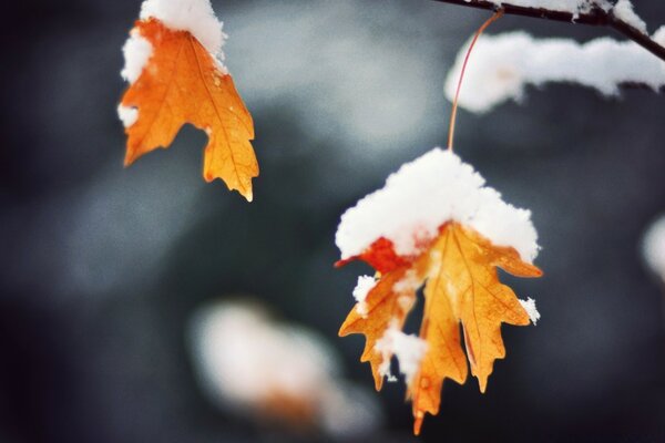 Herbst orange Ahornblätter unter Schnee