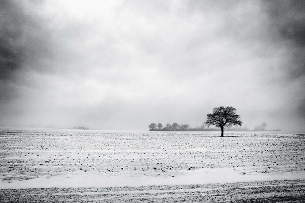 A lonely tree in the gray frost