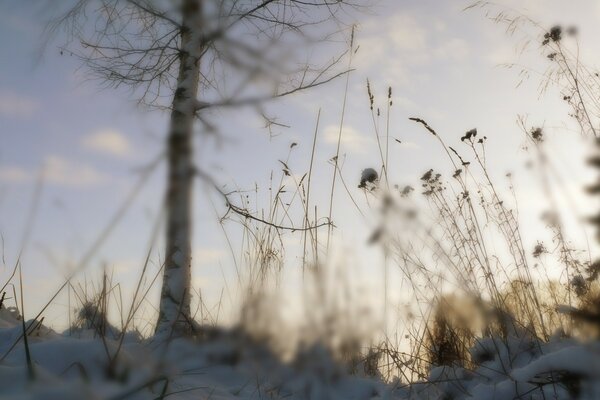 L herbe et le soin en hiver