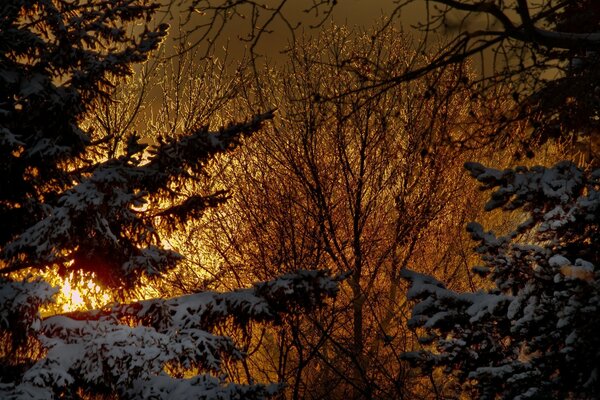 Schneebedeckte Bäume im Wald und die Dämmerung