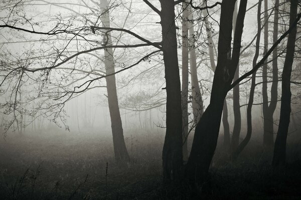 Foggy autumn gloomy forest