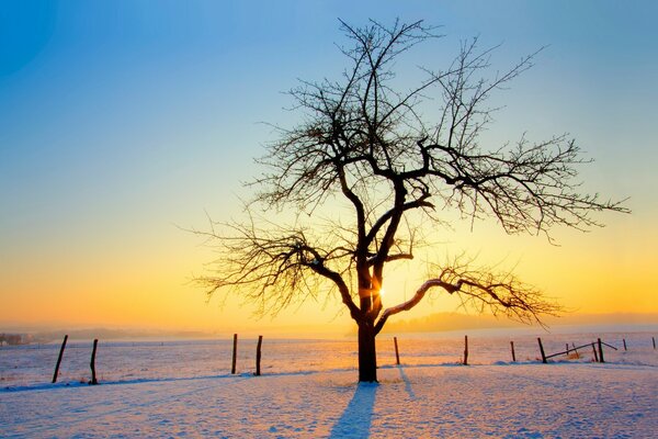 Grande árvore solitária no inverno