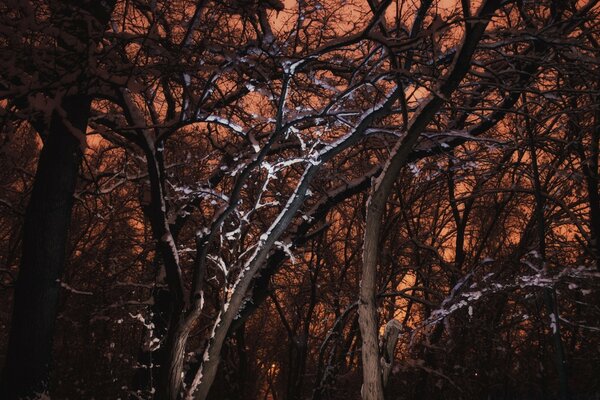 Snow-covered tree branches on the background of a crimson sunset