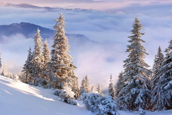 Blick von oben auf Fichten im Schnee und Nebel darunter