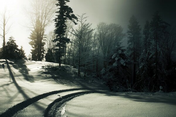 Tracce di auto nella foresta oscura in inverno