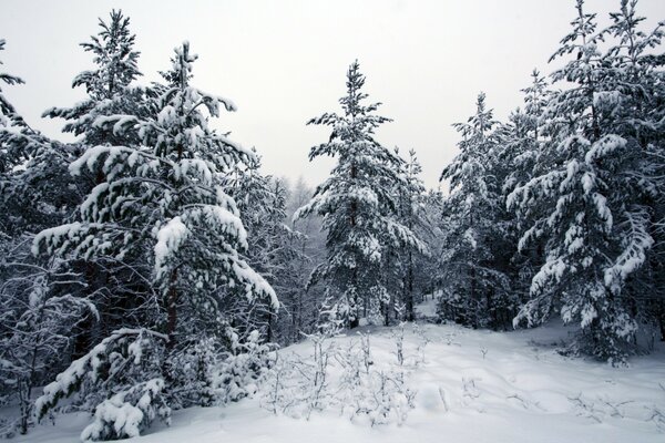 Abetos cubiertos de nieve en el bosque de invierno