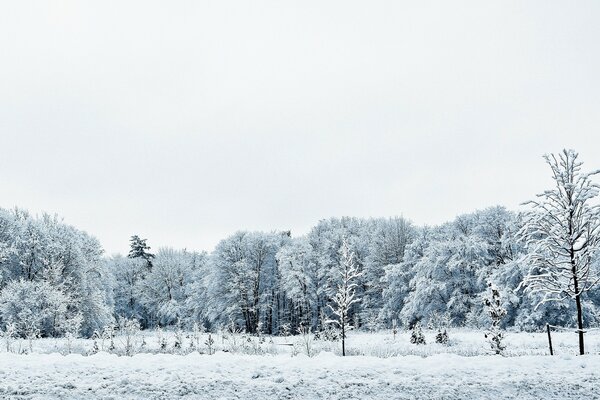 Paisagem de Inverno. Inverno russo. Floresta de Inverno