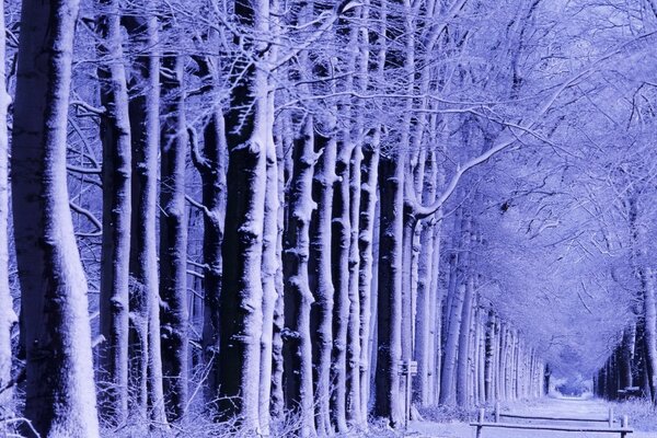 Winter forest covered with ice in the cold