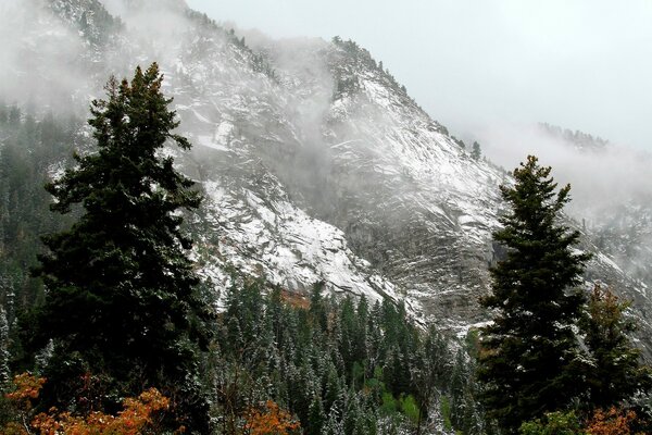 Landscape winter mountains and trees