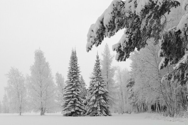 Schneebedeckte Bäume in einem nebligen Wald