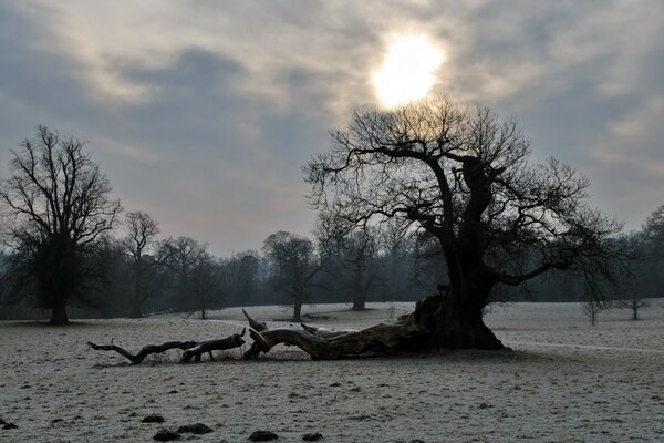 Albero in inverno nel campo contro il cielo