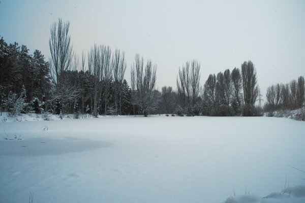 Paisaje invernal de bosque cubierto de nieve