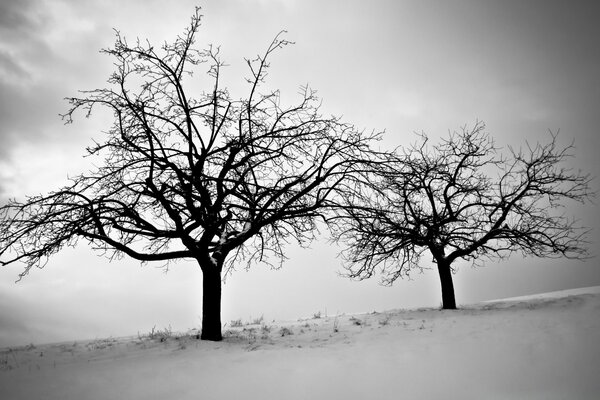 Árboles desnudos solitarios en la niebla