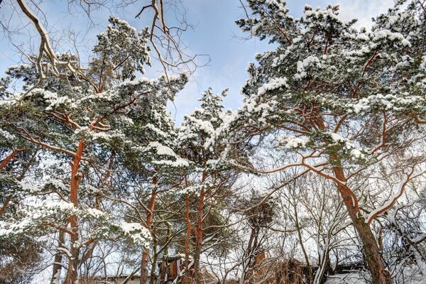 Winter forest. Sky. Frosty morning