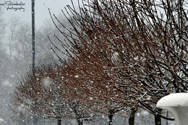 Alley of trees in the park under the snowfall