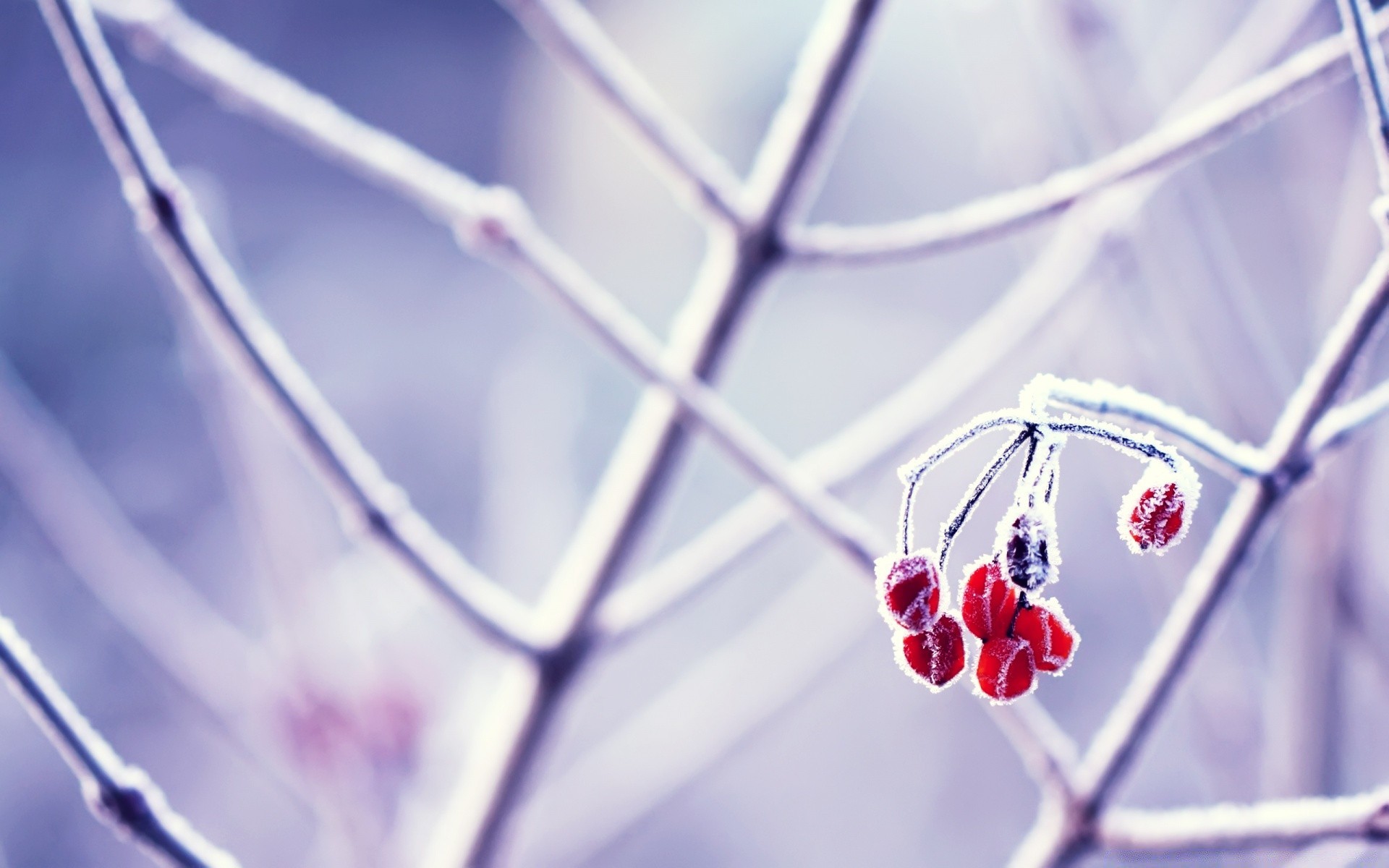 winter nature spider frost snow outdoors flower ice blur