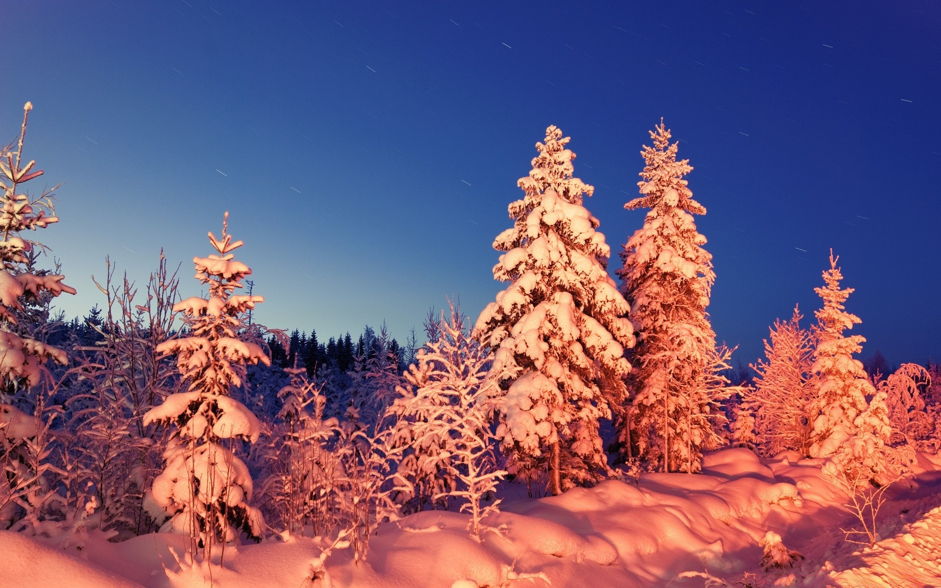 hiver neige arbre bois evergreen conifères à l extérieur saison gel froid pin paysage nature noël scénique