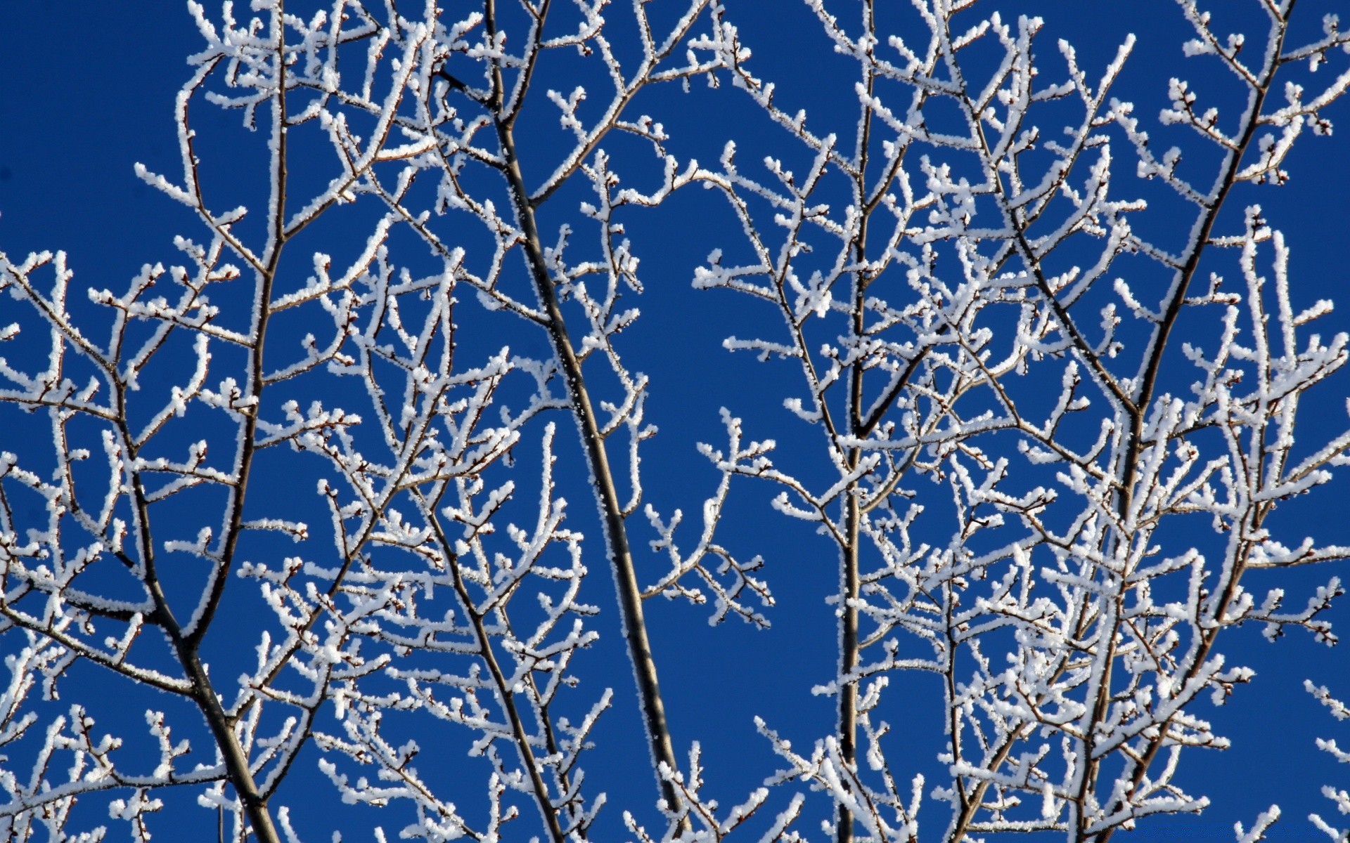 inverno ramo albero gelo stagione freddo natura foglia flora neve cielo blu congelato fiore legno desktop tempo all aperto