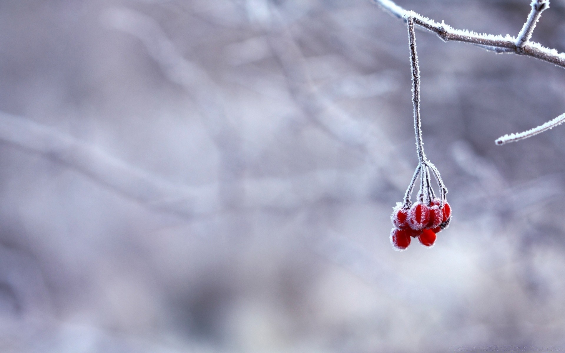 hiver neige gel nature à l extérieur congelés glace froid noël arbre automne branche flou météo