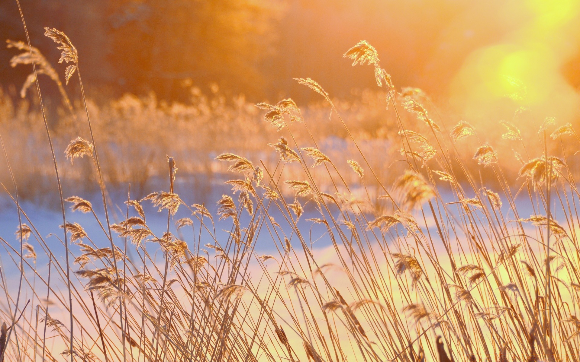 winter getreide weizen des ländlichen feld weide sonne brot gold gras mais sommer stroh samen ernte natur bauernhof roggen gutes wetter wachstum landschaft