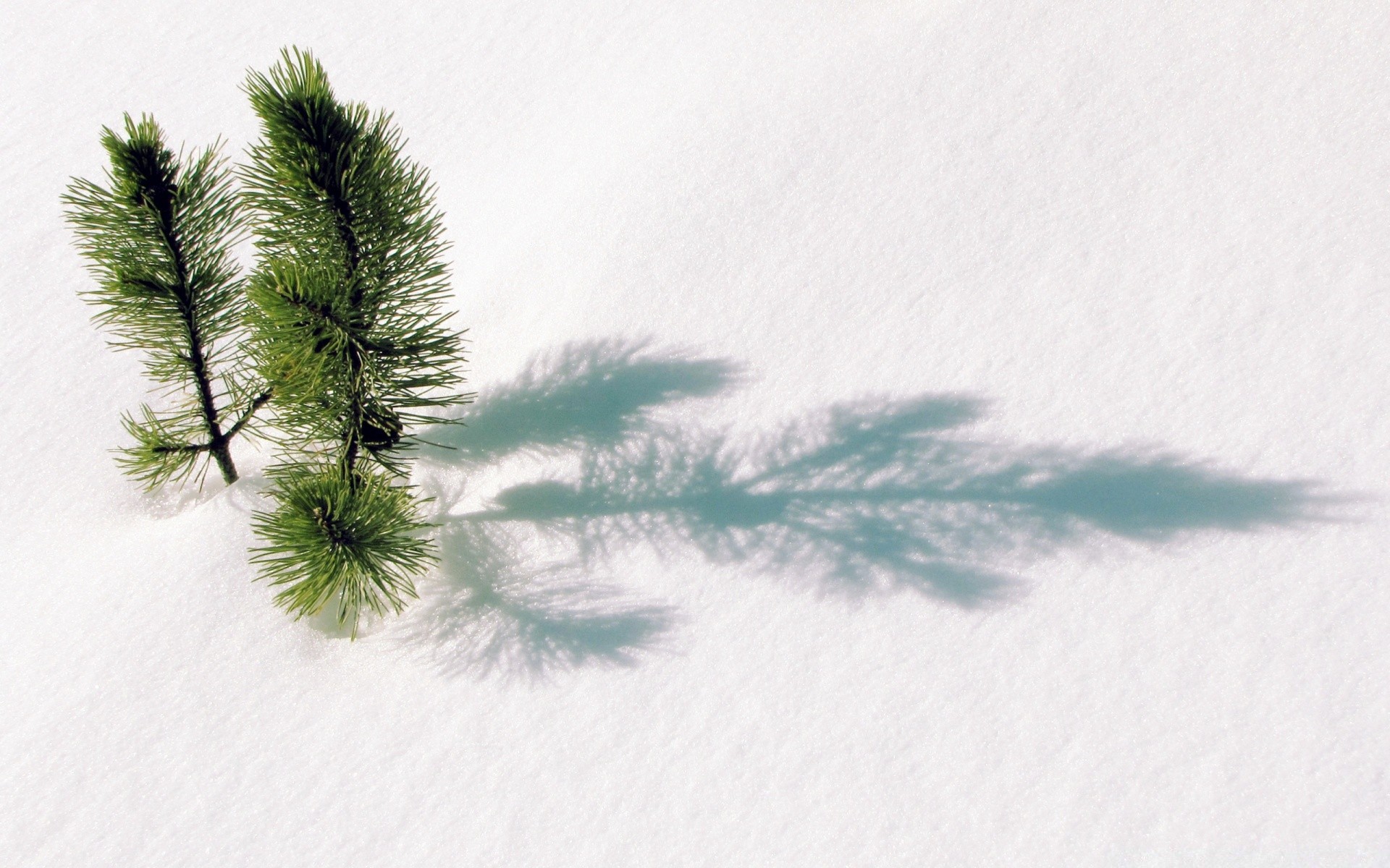 hiver neige arbre noël nature à l extérieur gel conifères evergreen météo saison paysage froid pin lumière du jour ciel