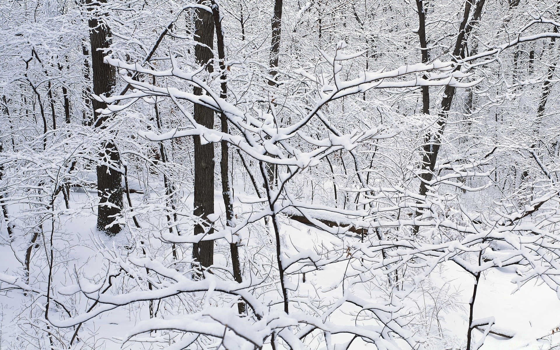 winter snow frost cold tree frozen ice wood season desktop frosty pattern dirty weather abstract old texture branch chill