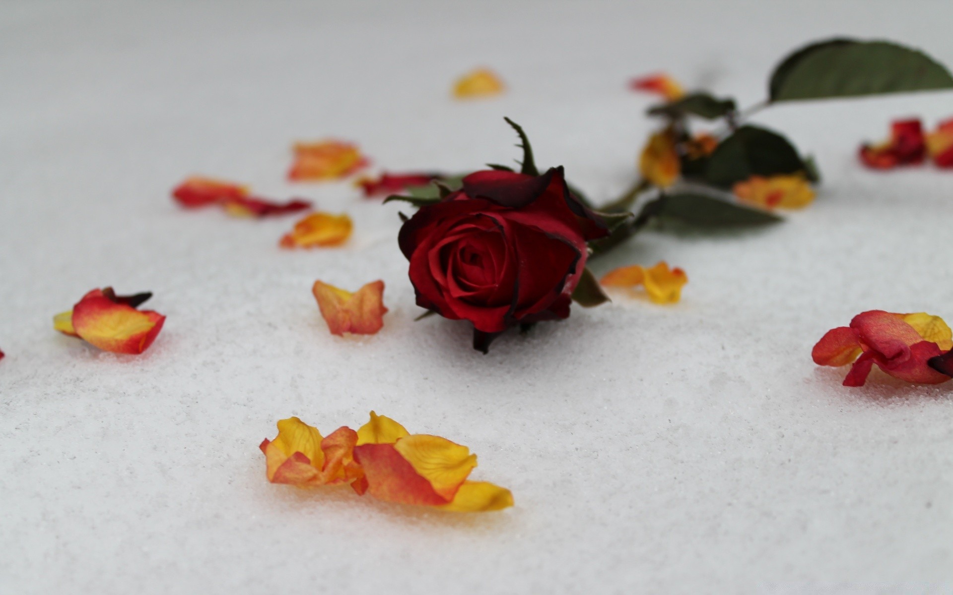 invierno flor naturaleza muerta rosa hoja amor romance