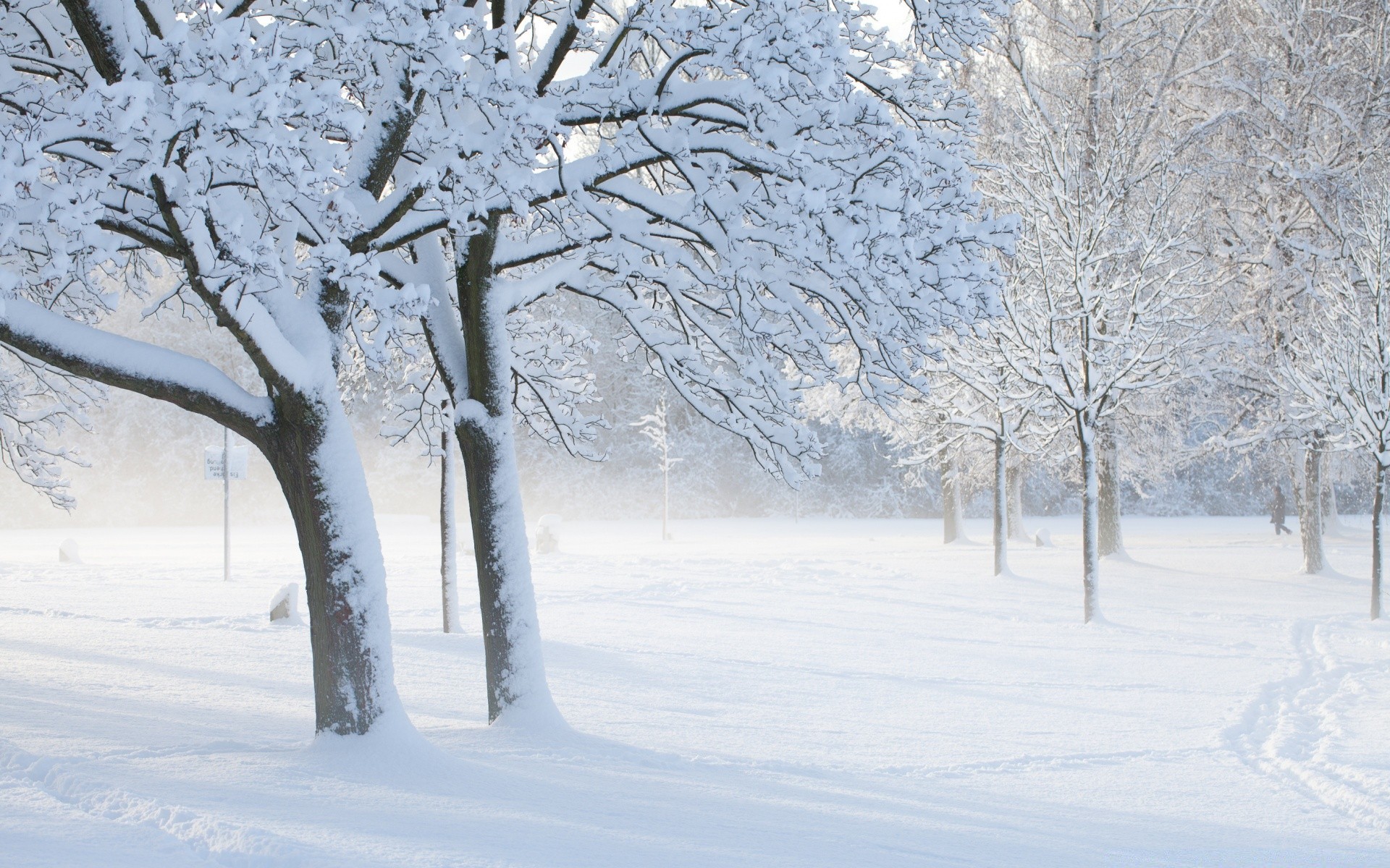 hiver neige gel froid congelé météo arbre glace saison neigeux blizzard givré branche paysage bois neige-blanc congère glace scène