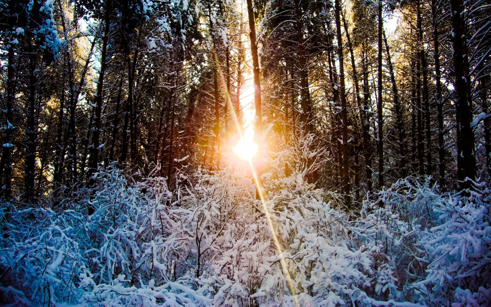 winter wood frost snow tree season cold nature landscape fair weather frozen light outdoors park pine sun bright scene desktop weather