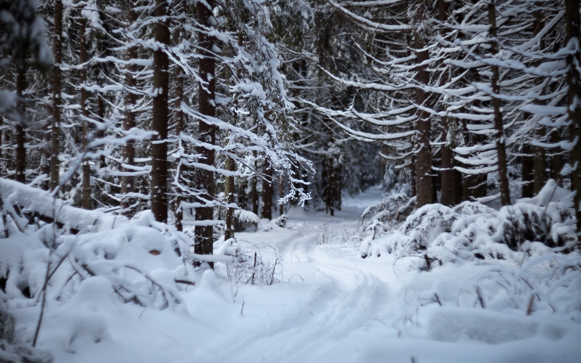 winter snow cold frost frozen wood ice weather tree season landscape scenic frosty icy snowy snowstorm snow-white snowdrift