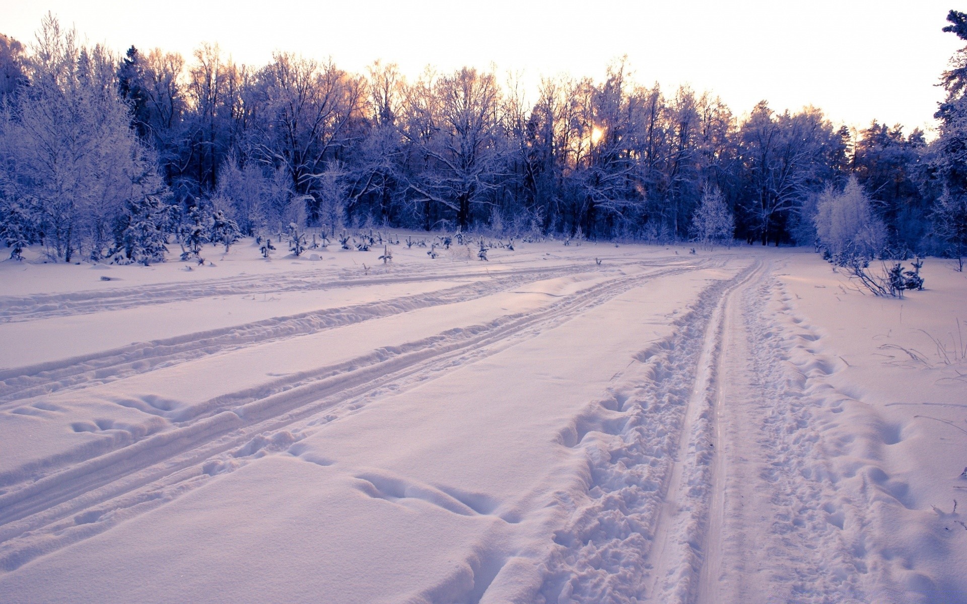 winter snow cold frost frozen weather season landscape ice wood scenic frosty tree track snowstorm snowy snowdrift snow-white