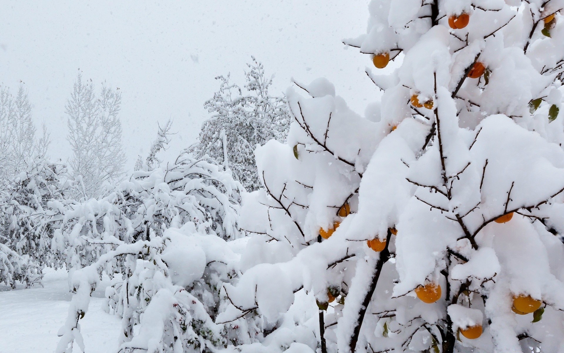 invierno nieve escarcha frío congelado temporada árbol tiempo helada hielo madera rama al aire libre naturaleza blanco como la nieve tormenta de nieve paisaje