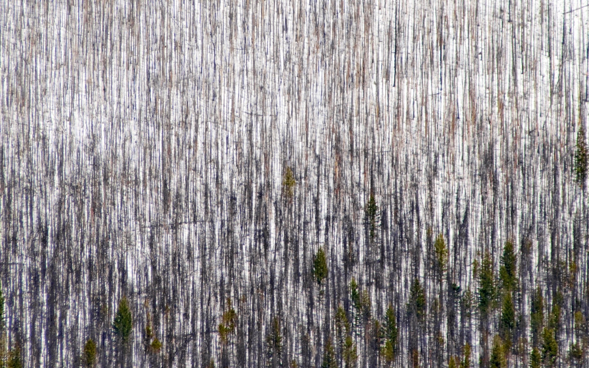 invierno escritorio patrón tela textura madera diseño abstracto viejo superficie fondo áspero pared madera panel papel pintado pino naturaleza revista piso oscuro