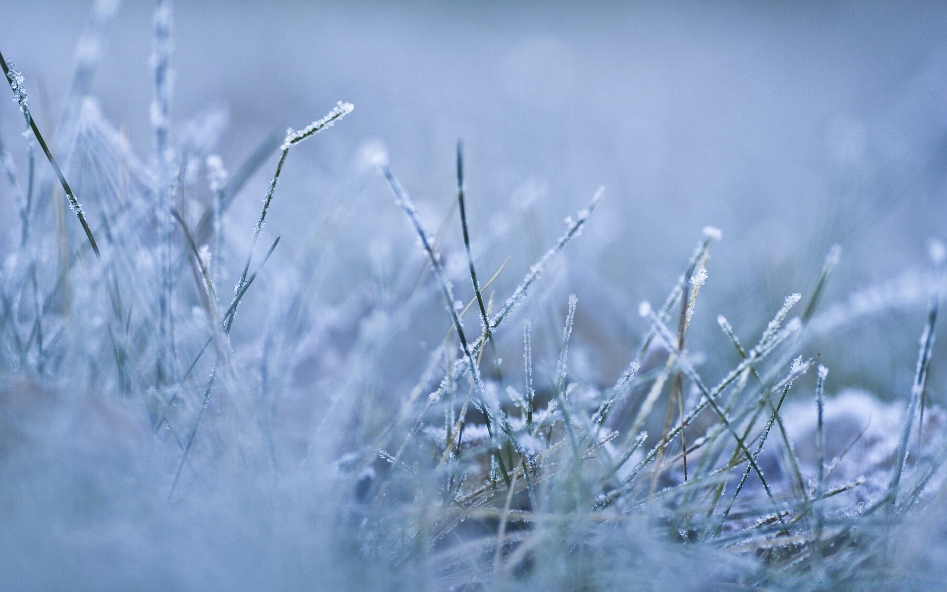 invierno naturaleza nieve escarcha cielo tiempo buen tiempo amanecer hierba sol crecimiento frío paisaje rocío al aire libre campo congelado hoja