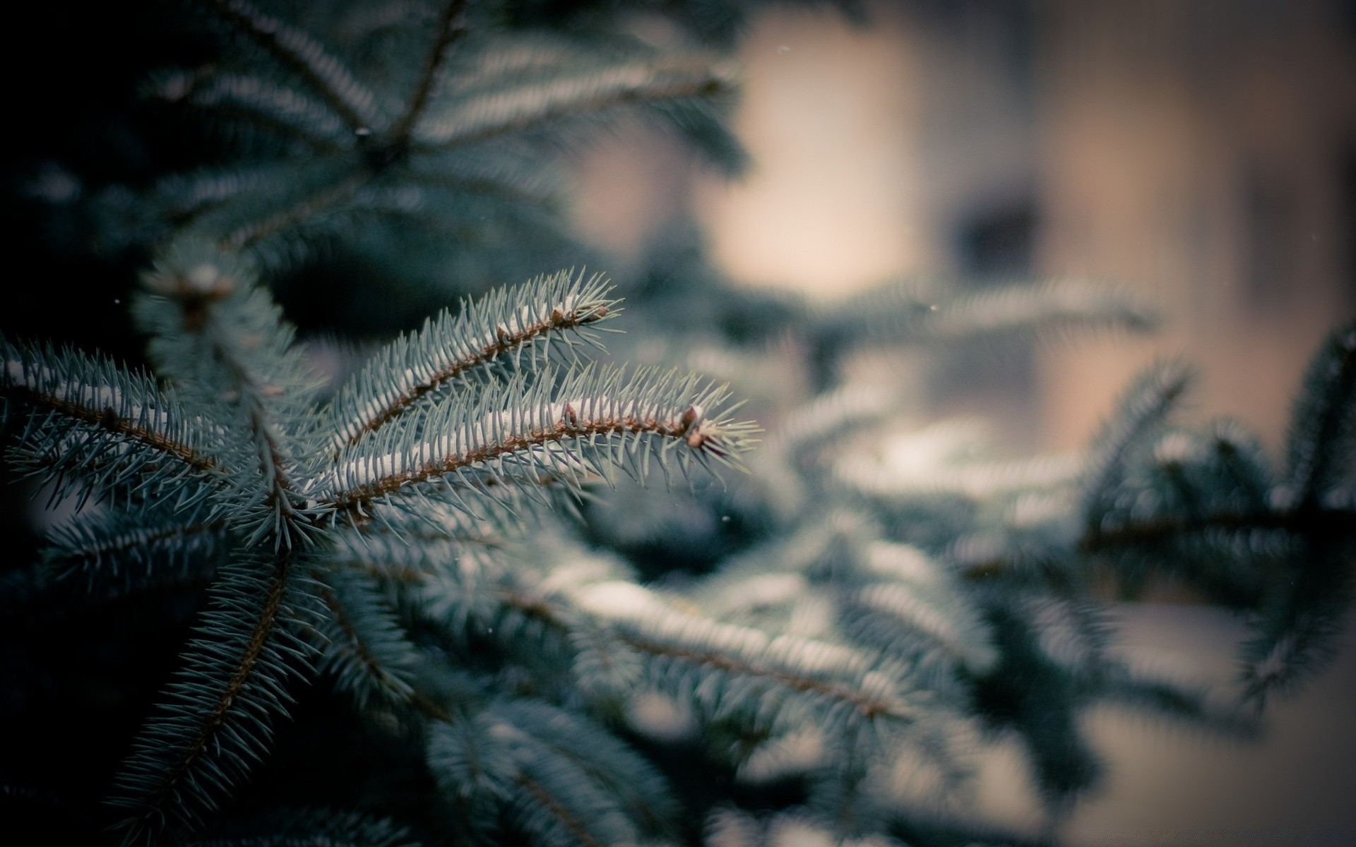 invierno navidad naturaleza árbol agujas invertebrados primer plano escritorio nieve