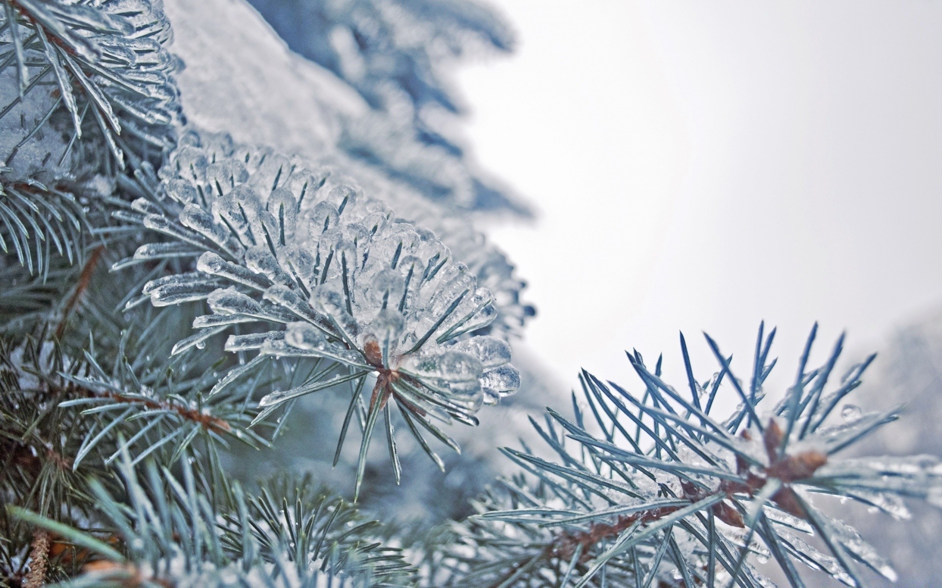 winter christmas snow frost needle pine tree season spruce fir evergreen branch cold coniferous conifer frozen snowflake nature decoration