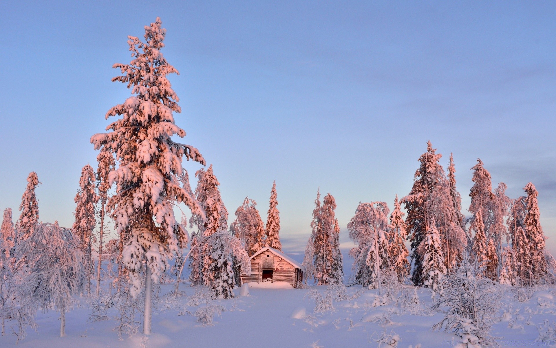 hiver neige froid gel bois en plein air bois nature paysage glace