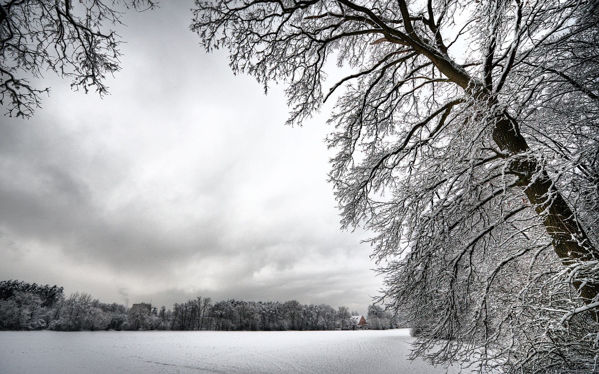 hiver arbre paysage neige bois nature froid aube parc météo saison scénique branche gel congelé brouillard à l extérieur