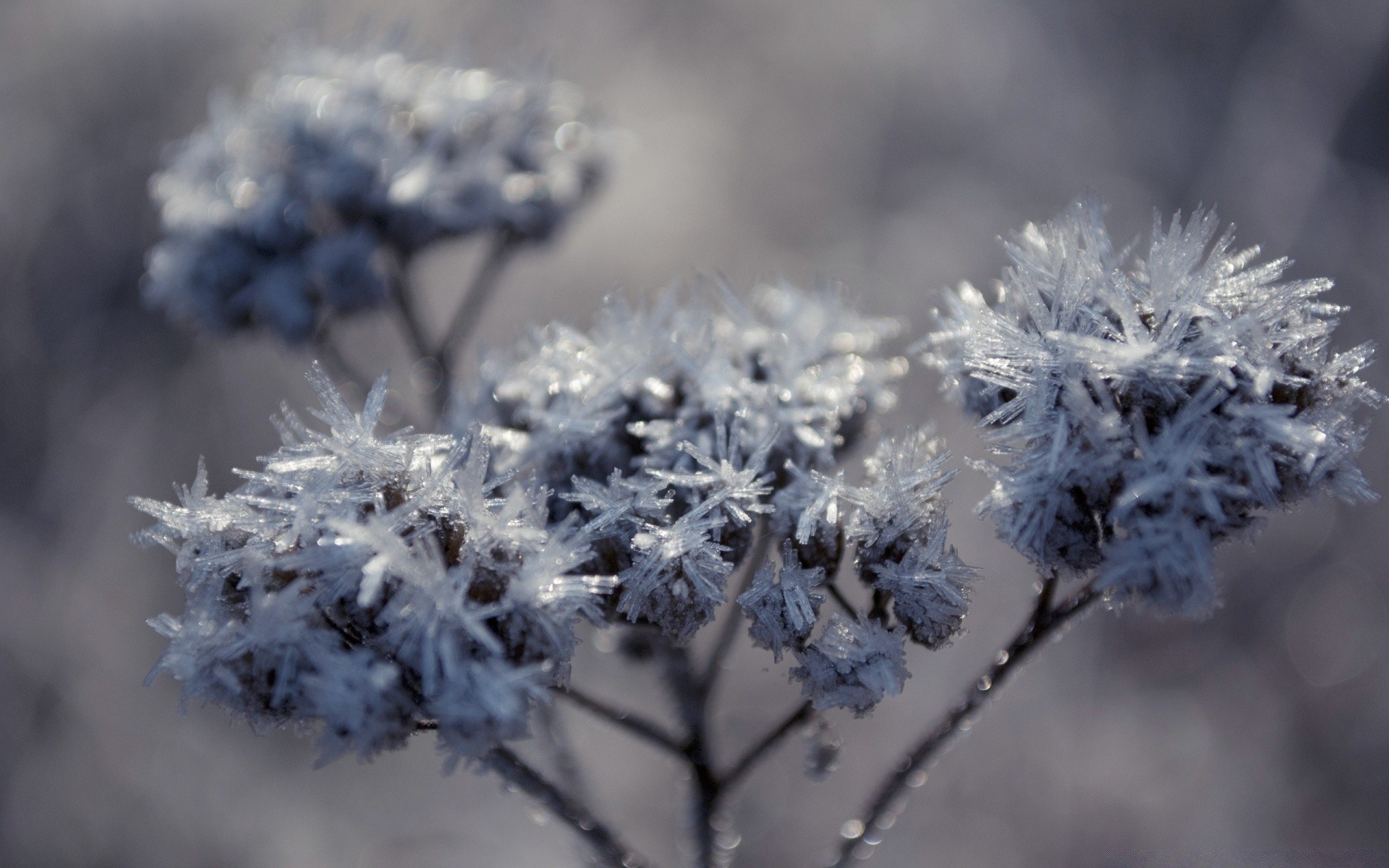 winter frost nature flora season outdoors flower close-up branch garden tree frozen snow weather frosty leaf growth blooming grass