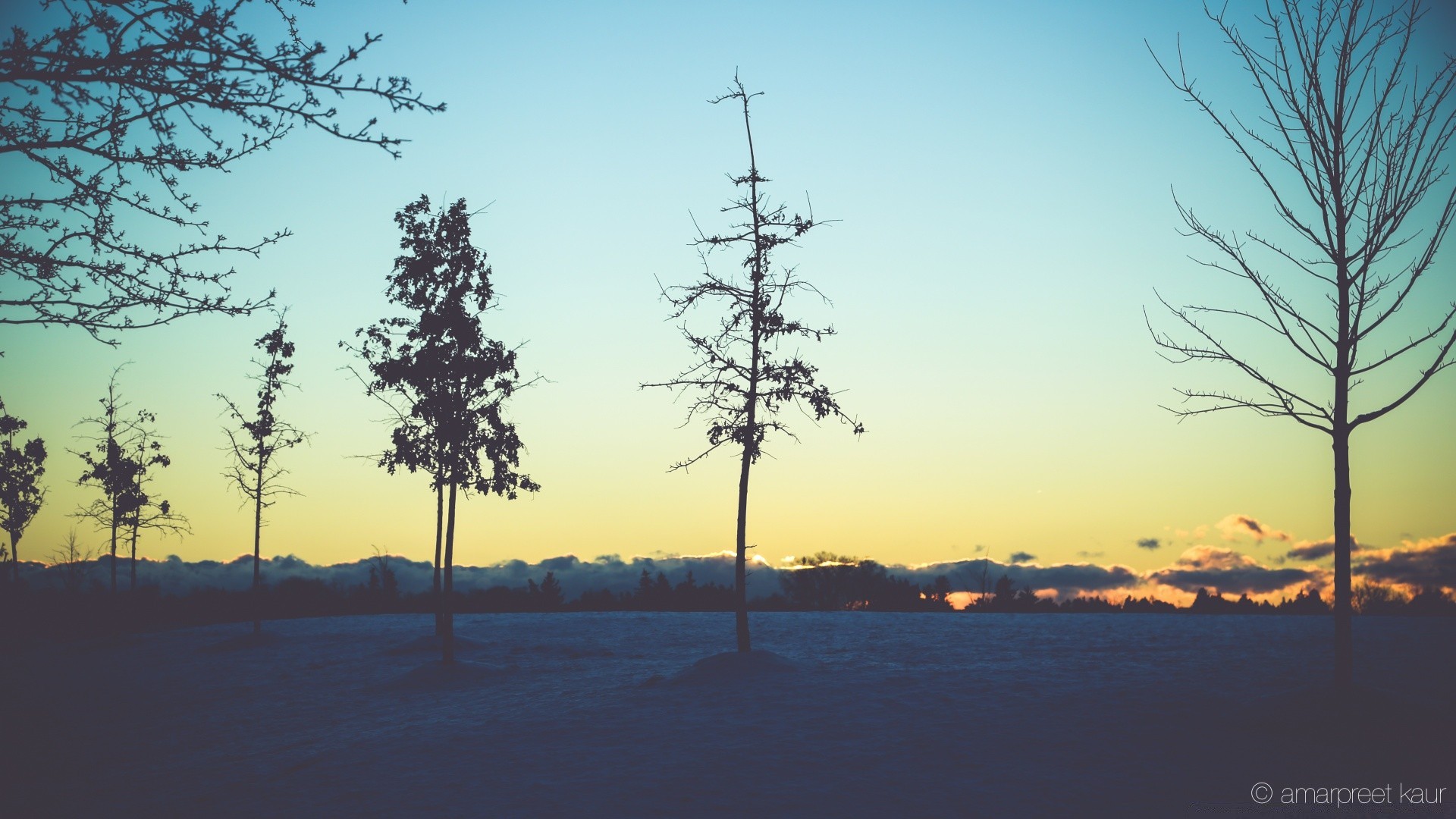 winter tree nature landscape sky outdoors dawn wood weather fog snow sunset environment fair weather