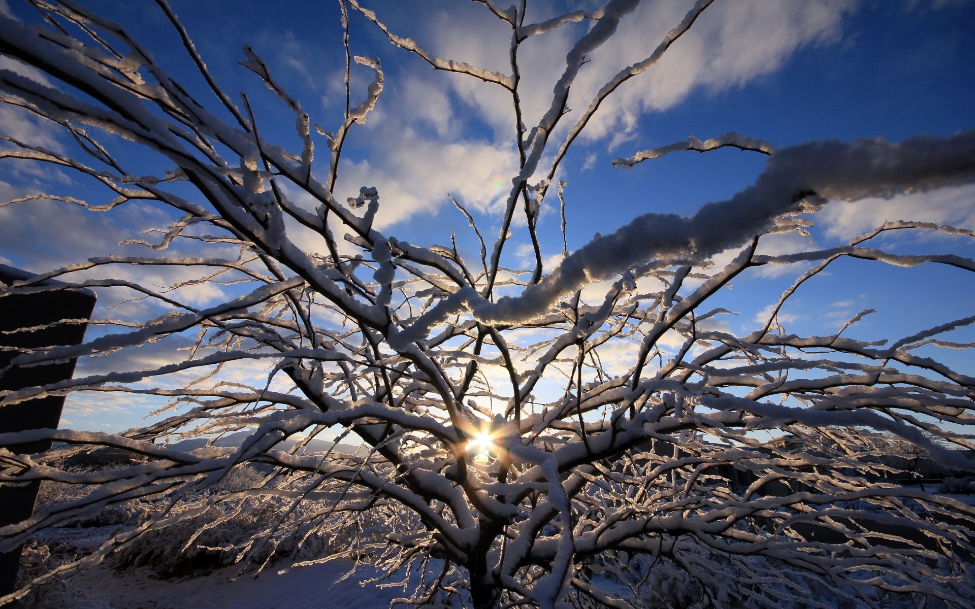 inverno árvore paisagem neve natureza céu geada frio ramo estação amanhecer madeira sol bom tempo tempo luz ao ar livre gelo brilhante